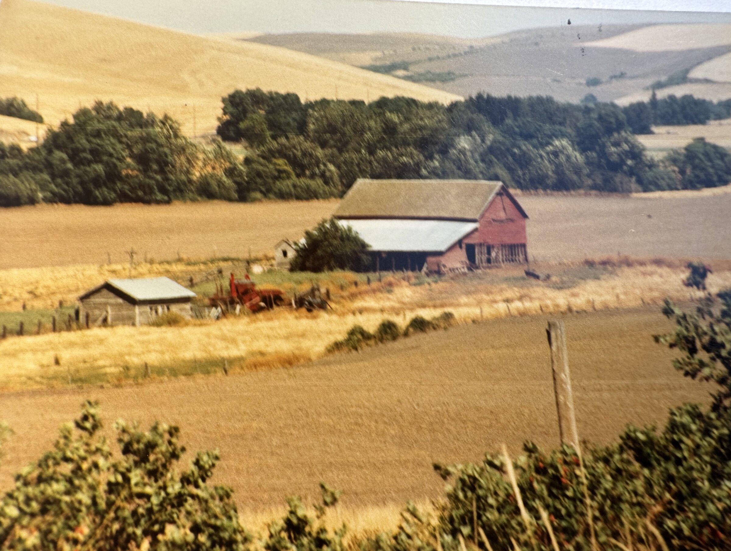 Red barn and outbuildings tucked into the wheat hills