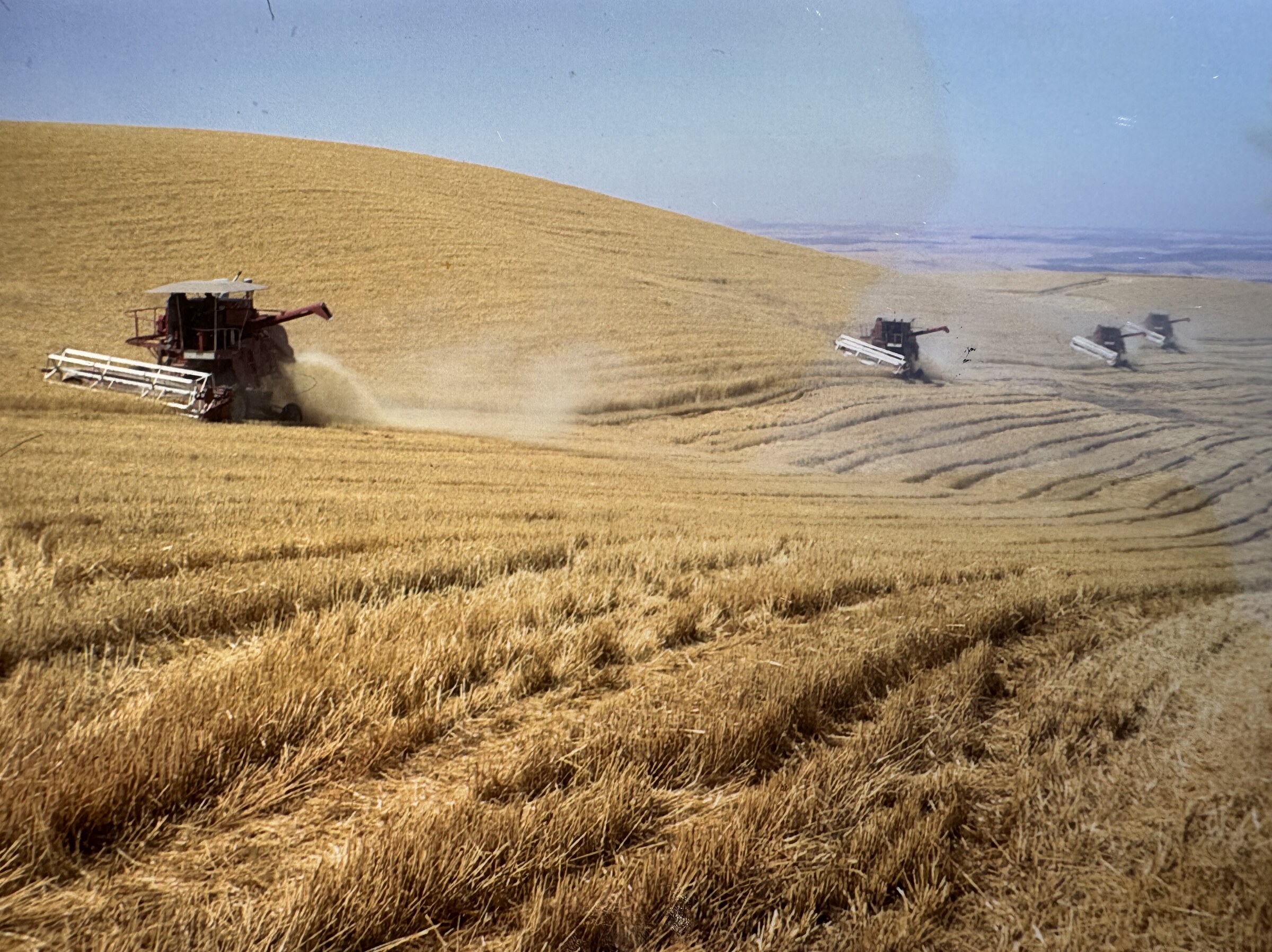 Combines cutting a hillside of ripe wheat, chaff rising behind them